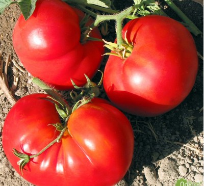 Tomato Pantano Rimskiy